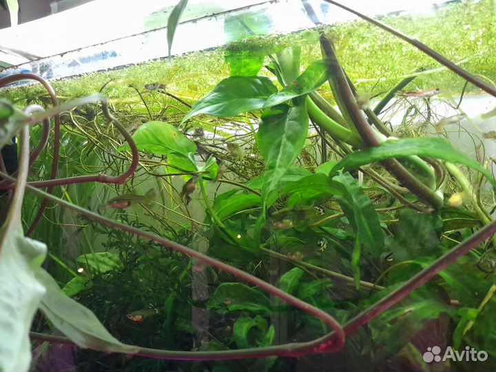 Стойка с 5 аквариумами