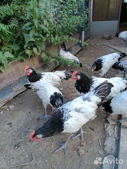 Петухи Лакенфельдер, Кучинские