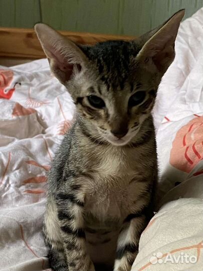 Ориентальный котенок