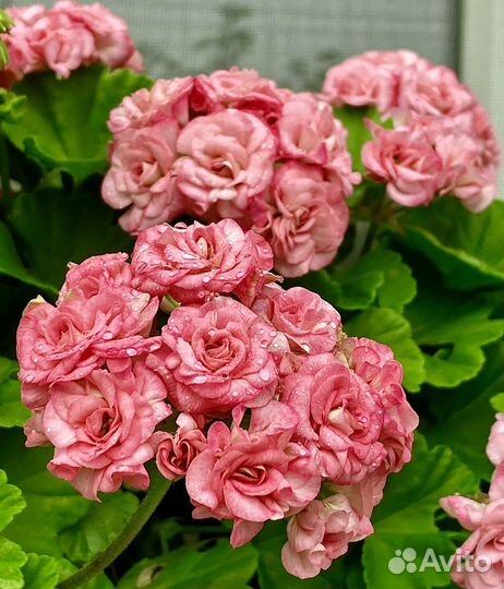 Пеларгонии Античная роза, Пинк Рамблер и другие
