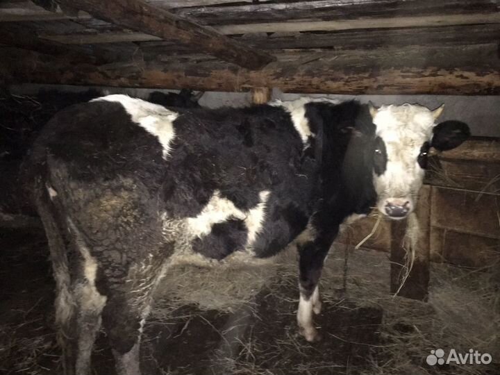 Стельные тёлки и коровы
