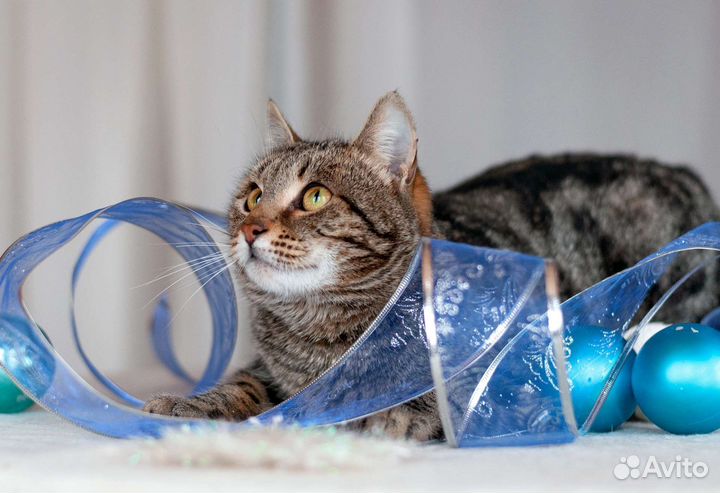 Магнус - кот с магнетическим взглядом