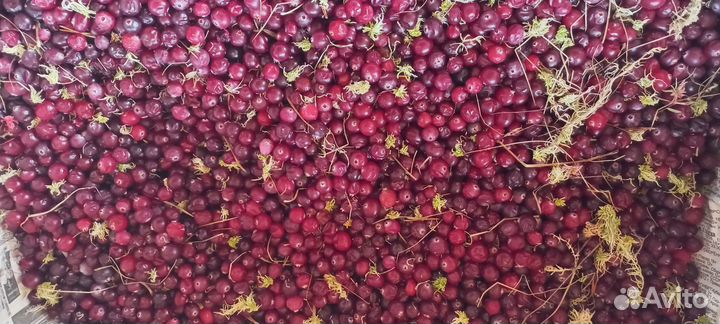 Клюква свежая