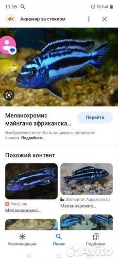 Цихлида