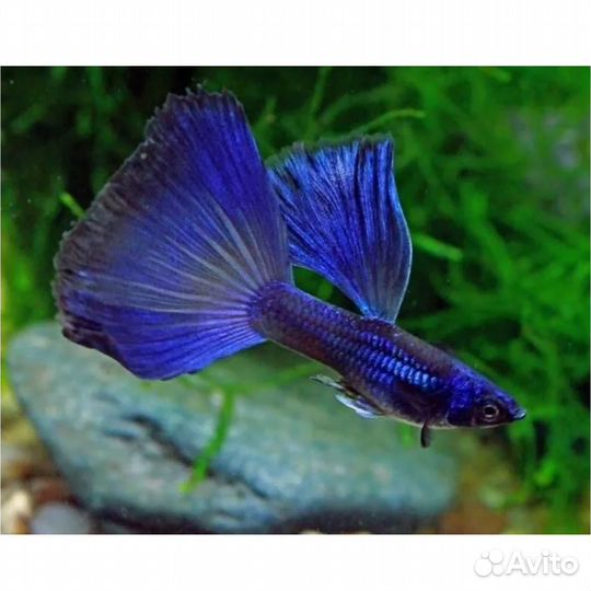 Аквариумные рыбки гуппи (микс)