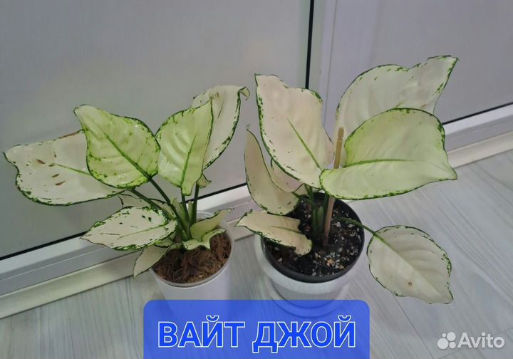 Аглаонемы-сортовые