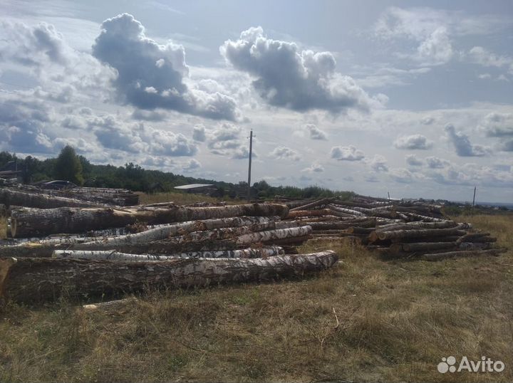 Лес кругляк осина