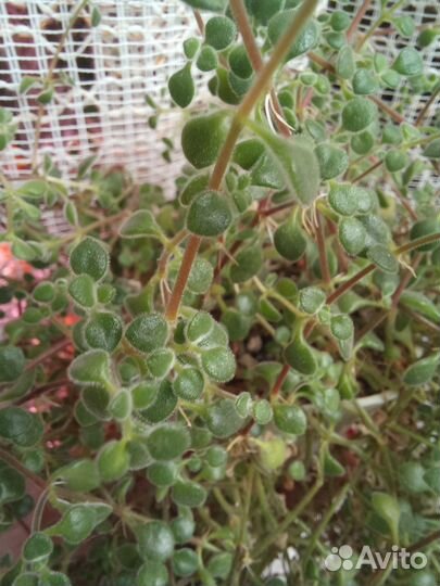 Комнатные растения цветы, суккуленты