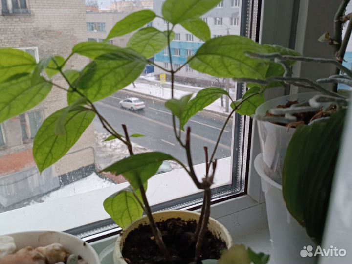 Клеродендрум томпсон