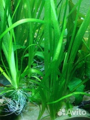 Валлиснерия и криптокорина