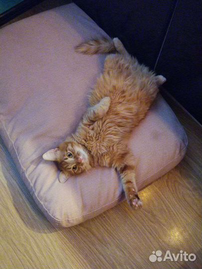 Сибирский кот