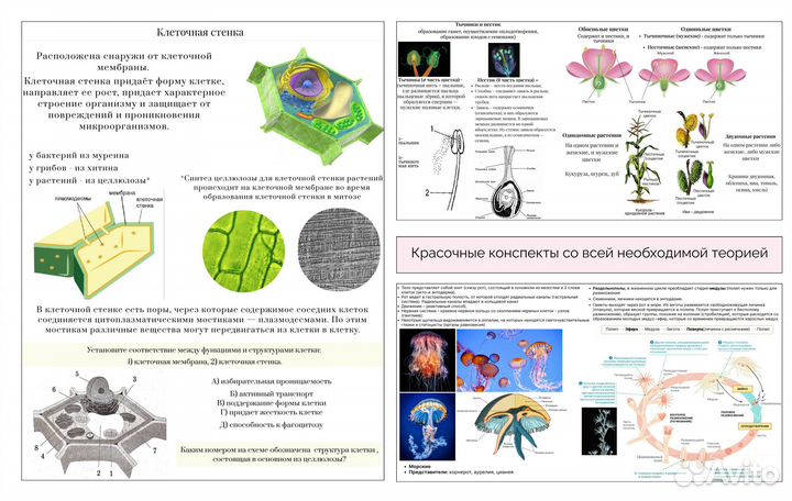 Репетитор по биологии егэ, огэ
