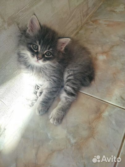Котопёс