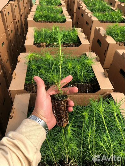 Саженцы ели зкс в розницу