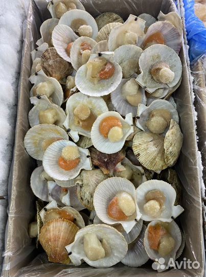 Морской гребешок филе