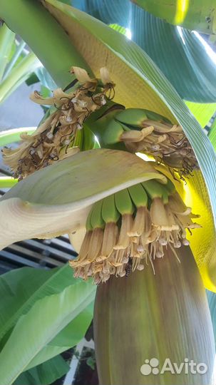 Пальма банановая Пальма веерная