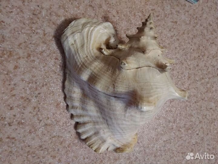 Морские ракушки раковины