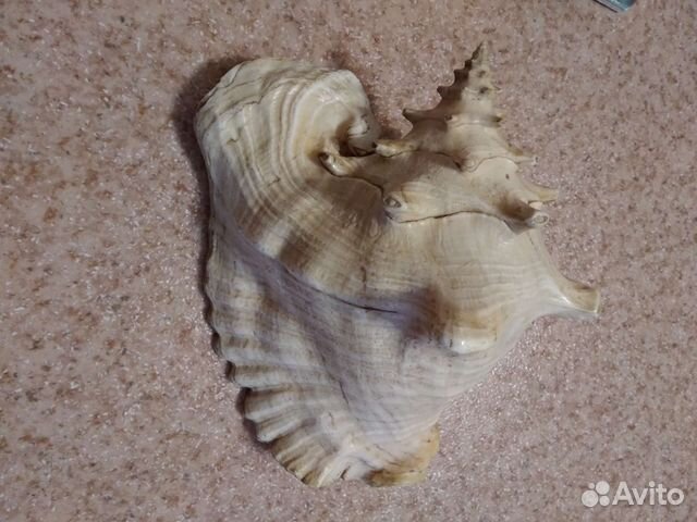 Морские ракушки раковины