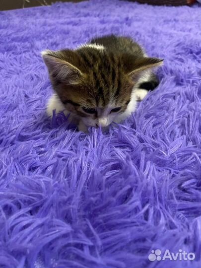 Домашние животные котята