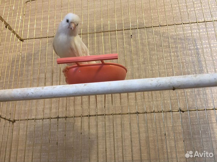 Канарейка с клеткой