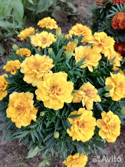 Рассада бархатцев