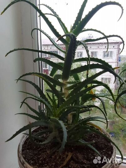 Алоэ лечебный