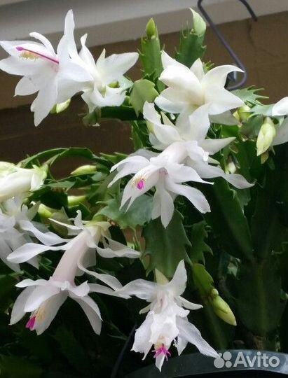 Декабрист белый