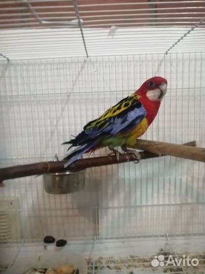 Попугай розелла, синегальскии и другии