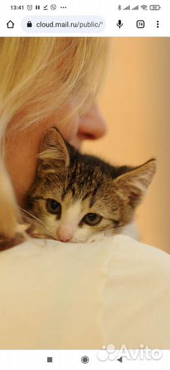 Котята в добрые руки