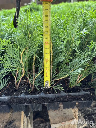 Саженцы туи смарагд