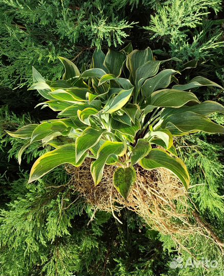 Хоста растение