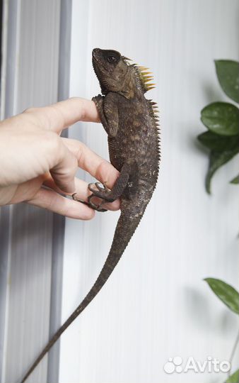 Акантозавры капра