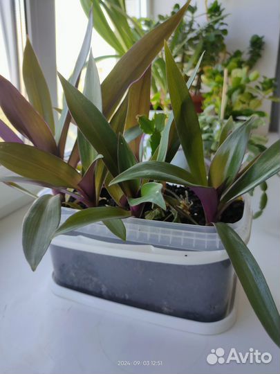 Crassula.Денежное дерево(Толстянка)