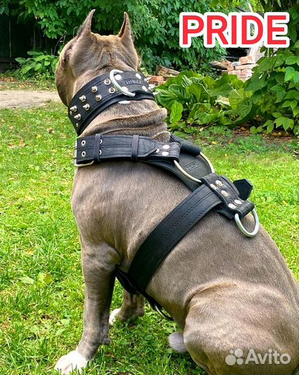 Амуниция для собак