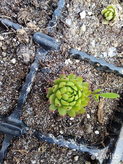 Молодило. Каменная роза