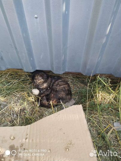 Кошки в добрые руки бесплатно