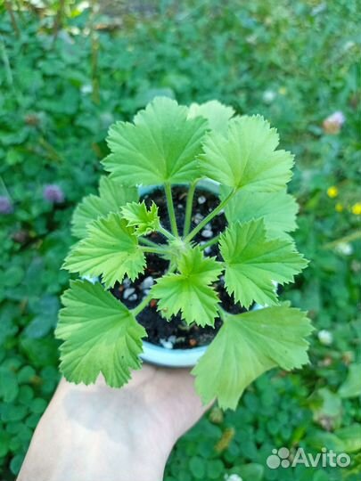 Пеларгония