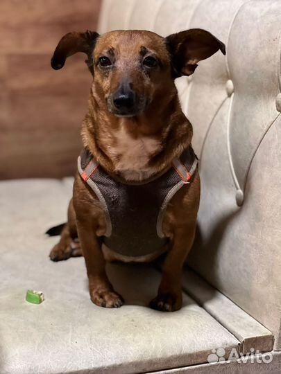 Отдам маленькую собачку в дар