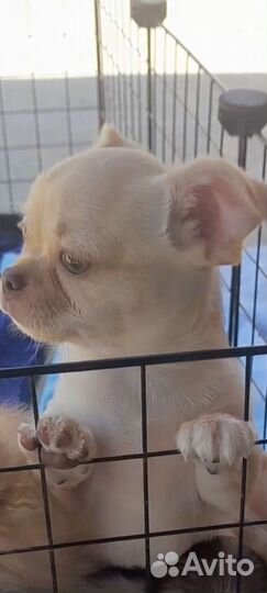 Щенки чихуахуа