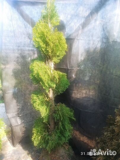 Туя западная