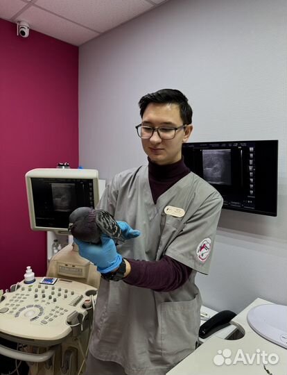 Ветеринарный врач