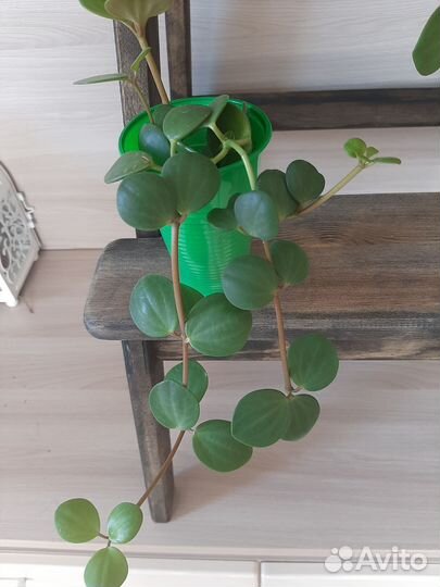 Пеперомия Тетрафилла Хоуп