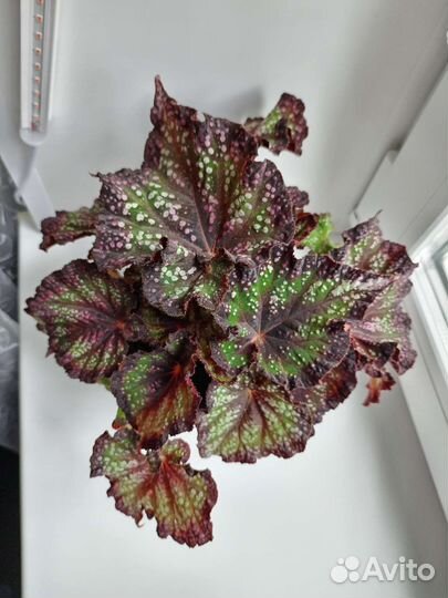 Бегония, фиалка