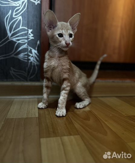 Ориентальные котята