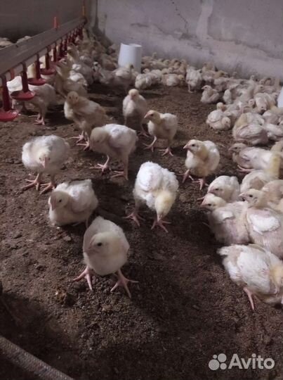 Подрощеный бройлер