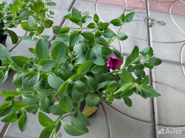 Петуния ампельная