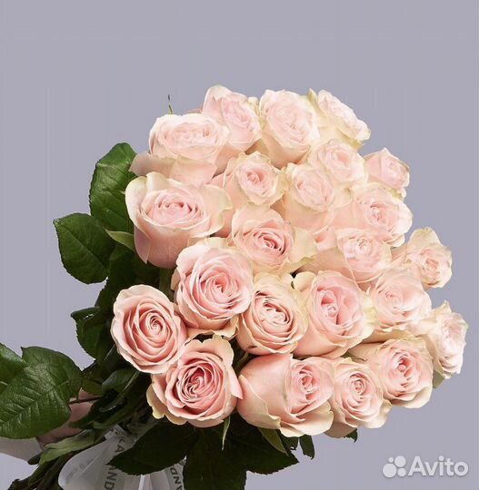 23 самые свежие розы Эквадор