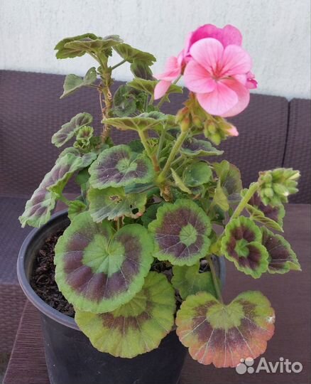 Пеларгония герань