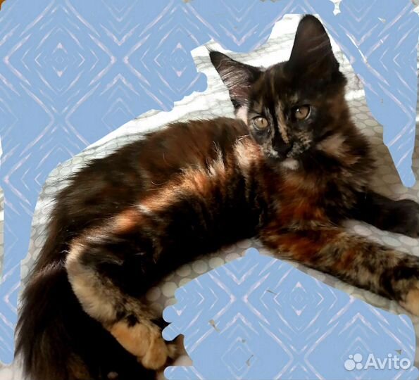 Котята мейн-кун