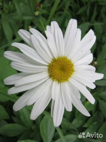Ромашка для посадки